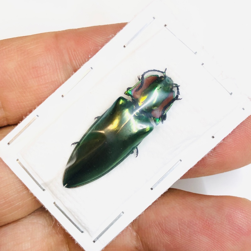 Elateridae Campsosternus sp A1 33mm from Yaan Sichuan No.5471