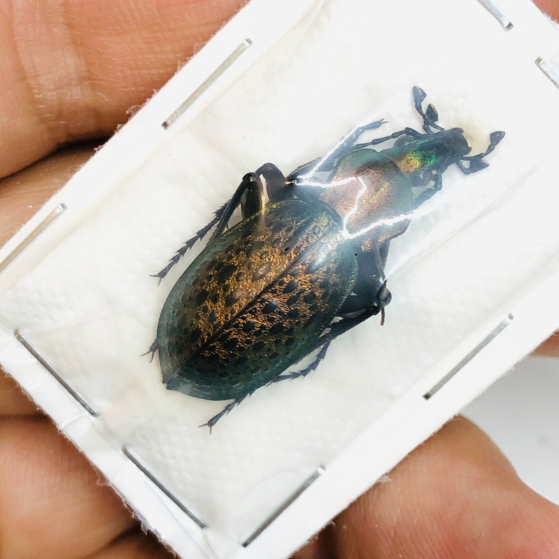 Carabus (Coptolabrus) elysii 30mm A1 from Changzhou Jiangsu No.5483