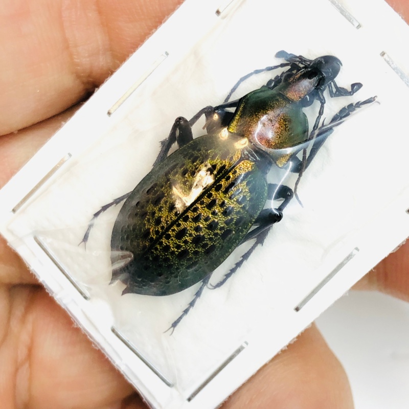 Carabus (Coptolabrus) elysii 33mm A1 from Changzhou Jiangsu No.5482