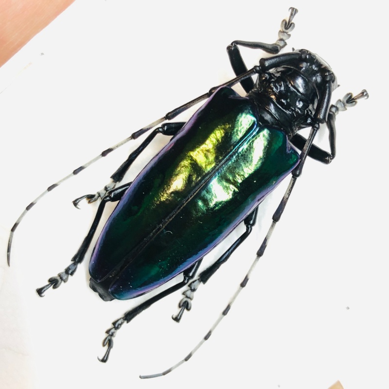 Cerambycidae Anoplophora sp A1- 46mm from Rongshui Guangxi No. 5513