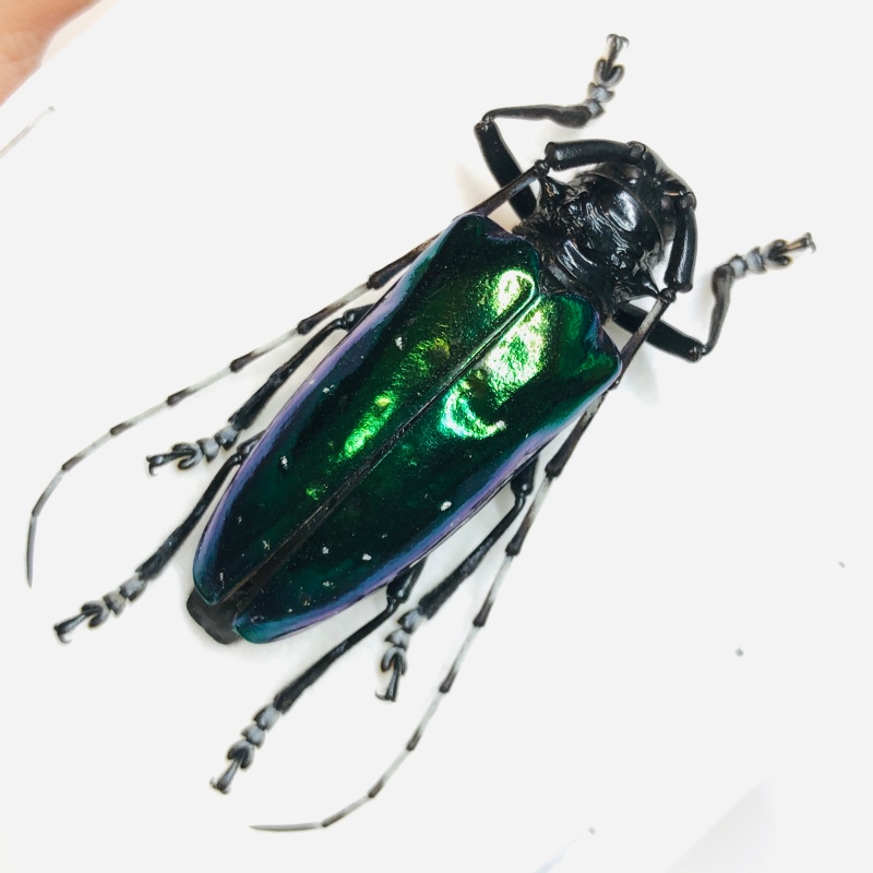 Cerambycidae Anoplophora sp A1 42mm from Rongshui Guangxi No. 5517