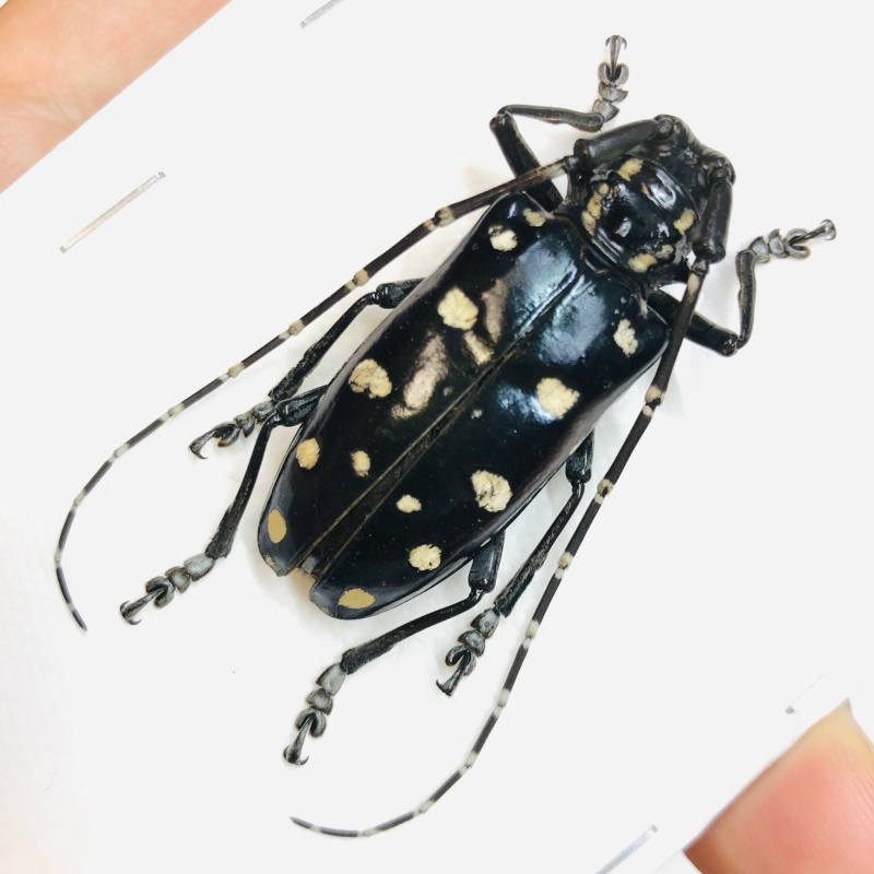 Cerambycidae Anoplophora imitator 40mm A1 from Rongshui Guangxi No.5522