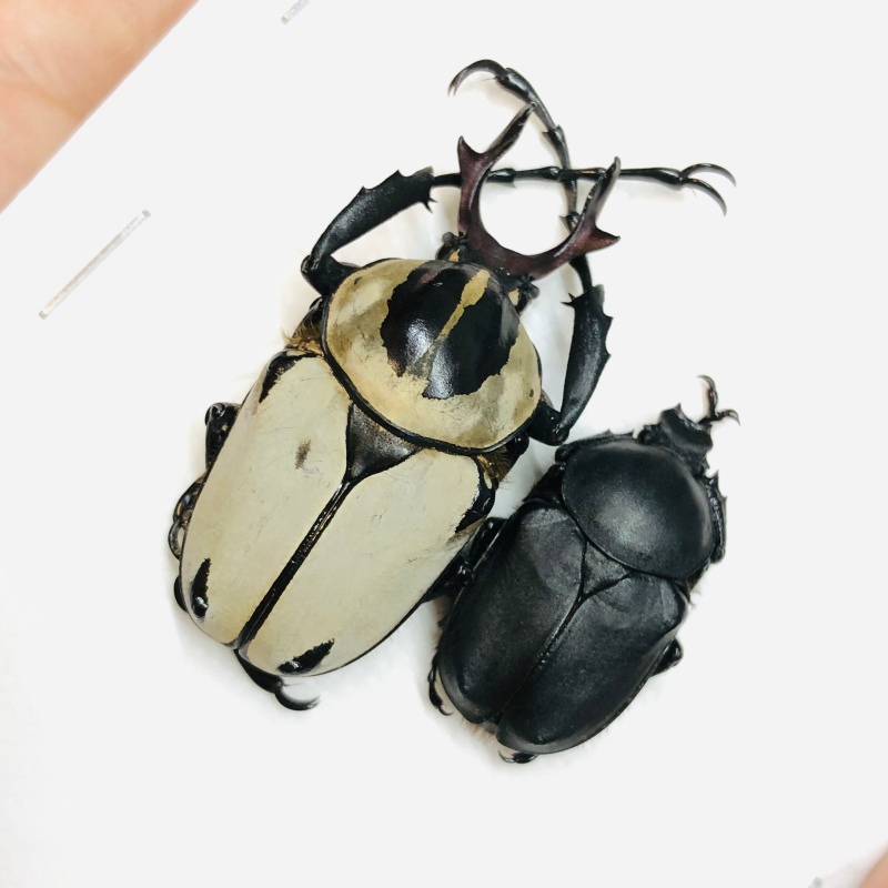Cetoniidae Dicranocepahlus adamsi 37mm23mm A1 from Hangzhou Zhejiang No.5528