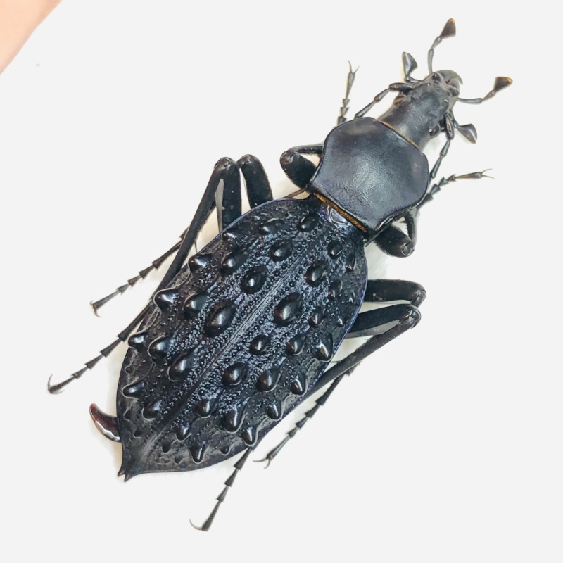 Carabidae Carabus (Coptolabrus) pustulifer ssp 43mm A1 from Rongshui Guangxi No.5560