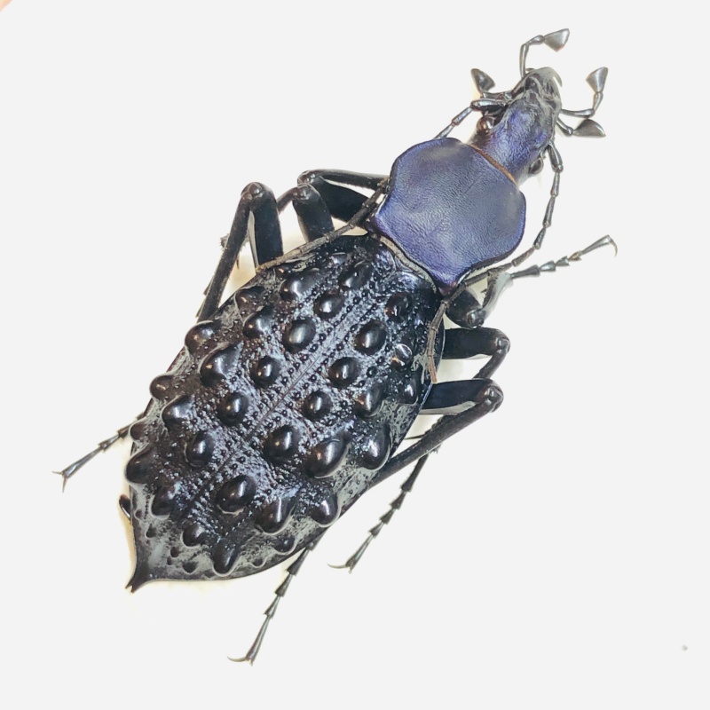 Carabidae Carabus (Coptolabrus) pustulifer ssp 42mm A1 from Rongshui Guangxi No.5559