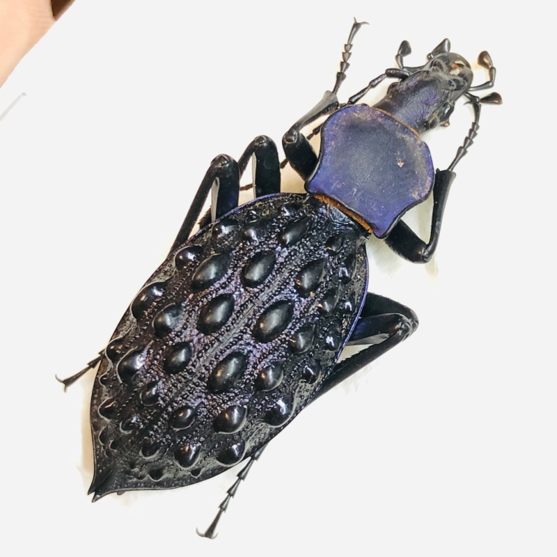 Carabidae Carabus (Coptolabrus) pustulifer ssp 47mm A2 from Rongshui Guangxi No.5558