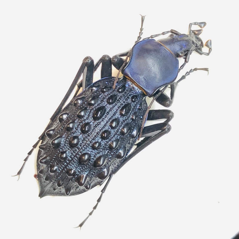 Carabidae Carabus (Coptolabrus) pustulifer ssp 43mm A1 from Rongshui Guangxi No.5556