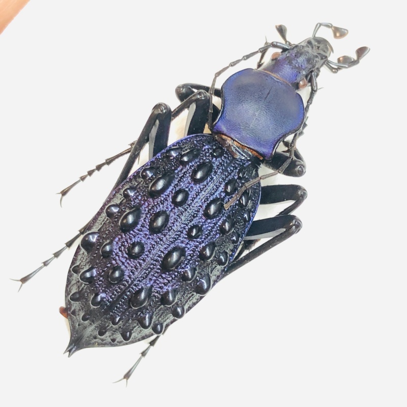 Carabidae Carabus (Coptolabrus) pustulifer ssp 45mm A1 from Rongshui Guangxi No.5554
