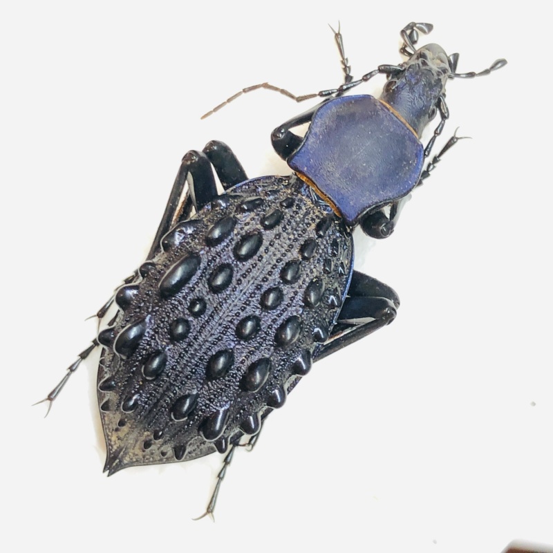 Carabidae Carabus (Coptolabrus) pustulifer ssp 47mm A1 from Rongshui Guangxi No.5561