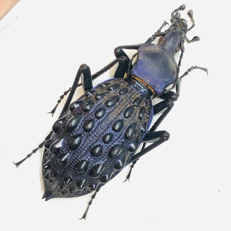 Carabidae Carabus (Coptolabrus) pustulifer ssp 50mm A1 from Rongshui Guangxi No.5562 EX-LARGE