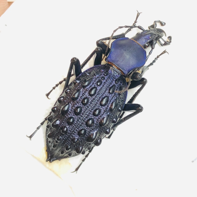 Carabidae Carabus (Coptolabrus) pustulifer ssp 43mm A1 from Rongshui Guangxi No.5555