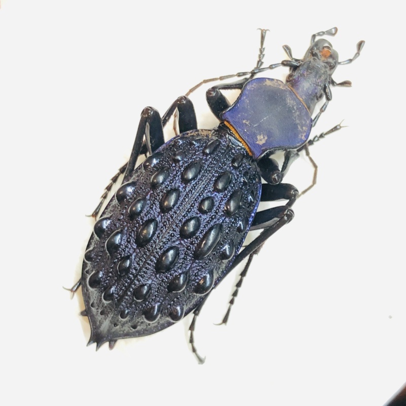 Carabidae Carabus (Coptolabrus) pustulifer ssp 46mm A1 from Rongshui Guangxi No.5564