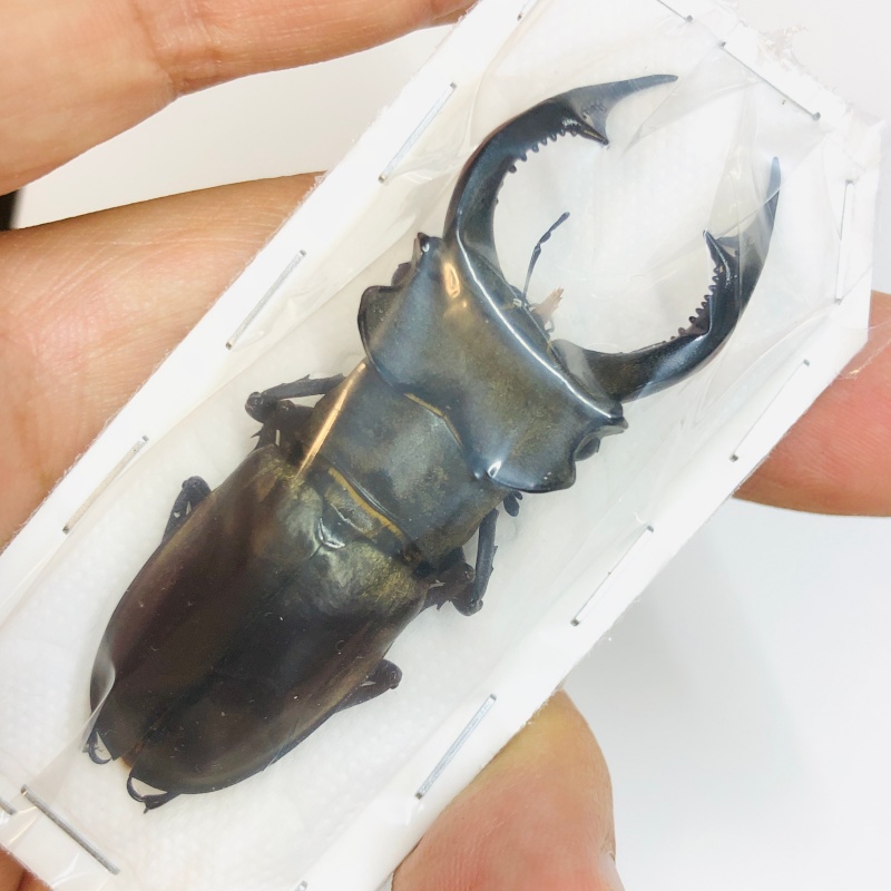 Lucanidae Lucanus prossi 65mm A1 from Yingjiang Yunnan No.5572 EX-LARGE