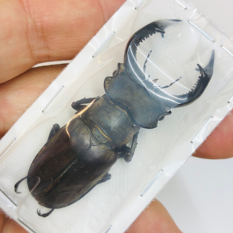 Lucanidae Lucanus prossi 62mm A1 from Yingjiang Yunnan No.5573