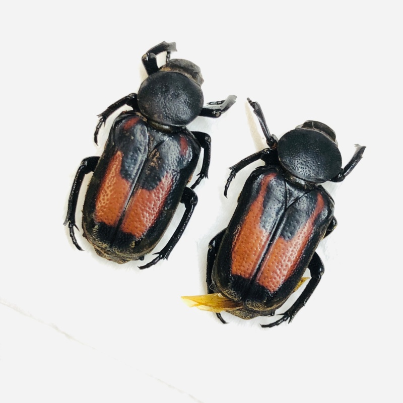 Cetoniidae Clinterocera sp 20mm20mm A1 from Liuzhou Guangxi No.5536