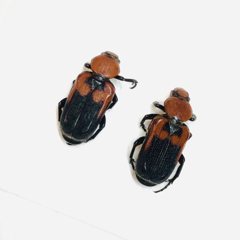 Cetoniidae Clinterocera sp 17mm16mm A1 from Liuzhou Guangxi No.5538
