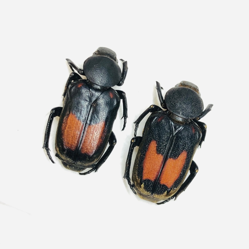 Cetoniidae Clinterocera sp 20mm20mm A1 from Liuzhou Guangxi No.5537