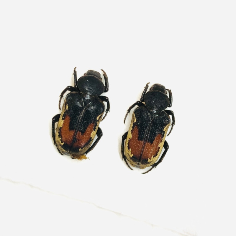 Cetoniidae Clinterocera sp 15mm15mm A1 from Liuzhou Guangxi No.5533