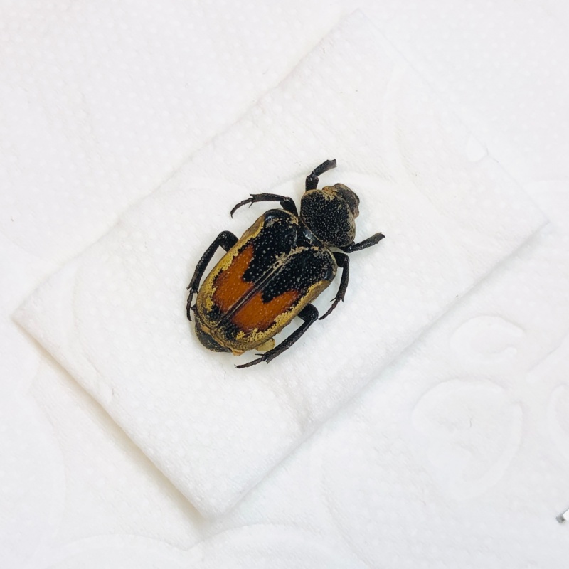 Cetoniidae Clinterocera sp 15mm A2 from Liuzhou Guangxi No.5534