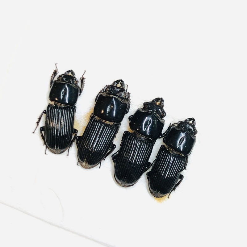 Lucanidae Figulus binodulus 4pcs 13mm+-  A1 from Jintang Sichuan No.5543