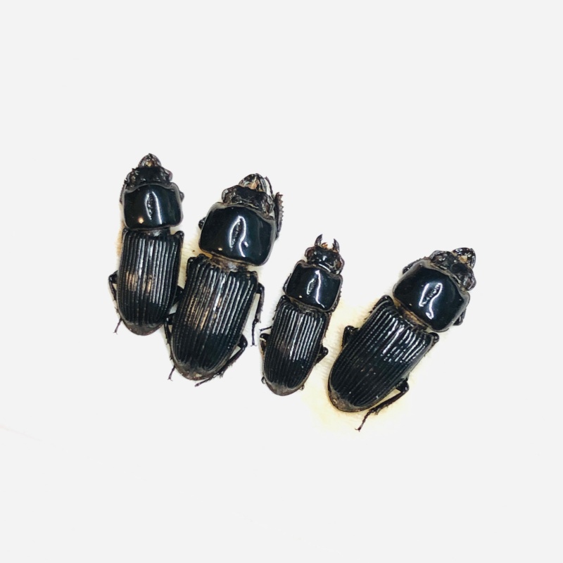 Lucanidae Figulus binodulus 4pcs 13mm+-  A1 from Jintang Sichuan No.5544