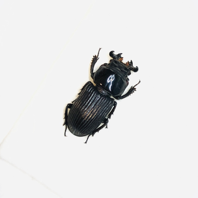 Lucanidae Nigidius sinicus 17mm A1 from Sanya Hainan Is No.5547