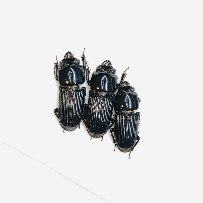 Lucanidae Figulus binodulus 3pcs 13mm+-  A1 from Jintang Sichuan No.5545
