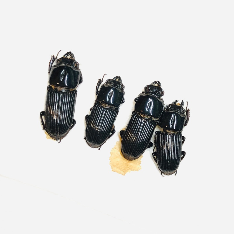 Lucanidae Figulus binodulus 4pcs 13mm+-  A1 from Jintang Sichuan No.5546