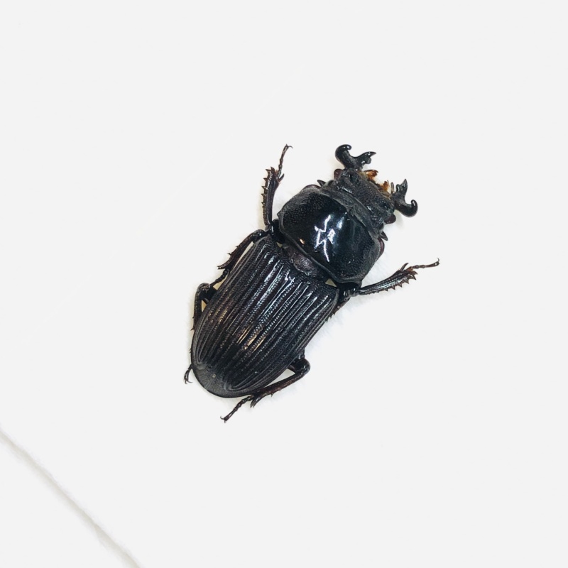 Lucanidae Nigidius sinicus 19mm A1 from Sanya Hainan Is No.5553