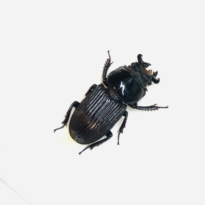 Lucanidae Nigidius sinicus 19mm A1 from Sanya Hainan Is No.5550