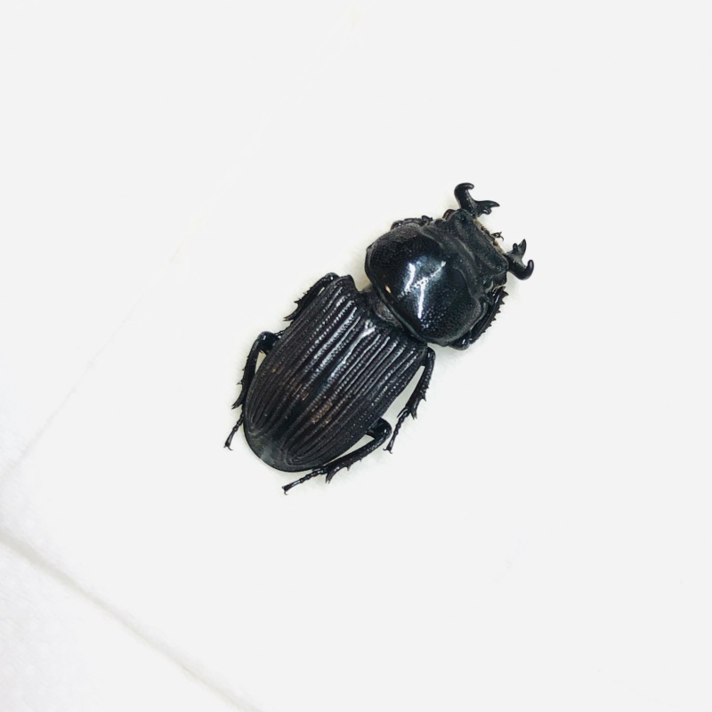 Lucanidae Nigidius sinicus 17mm A1 from Sanya Hainan Is No.5549