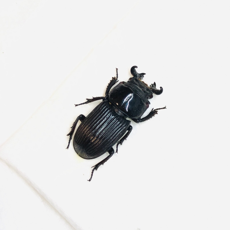 Lucanidae Nigidius sinicus 17mm A1 from Sanya Hainan Is No.5552