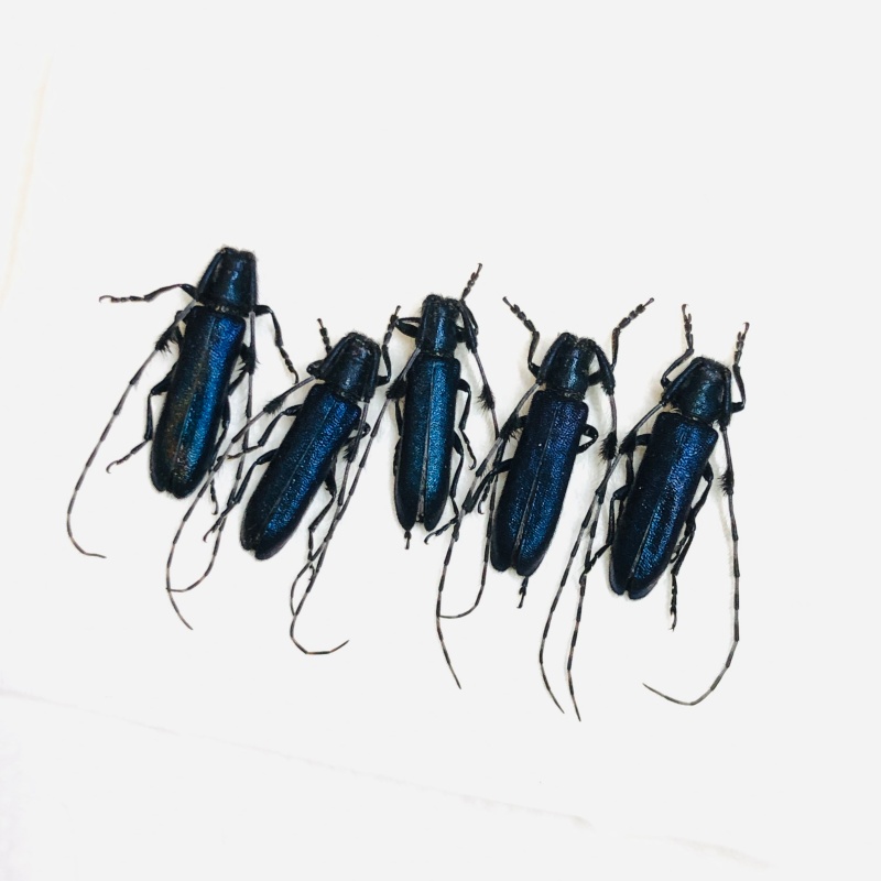 wholesale Cerambycidae Agapanthia amurensis 5pcs from Anji Zhejiang 