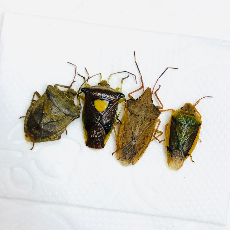 Hemiptera sp 4pcs A1 from Anji Zhejiang No.5594