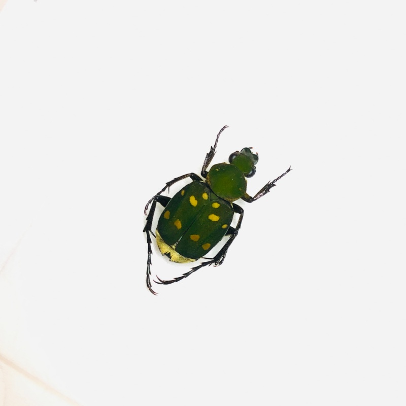 Epitrichius bowringii A1 from Anji Zhejiang No.5589