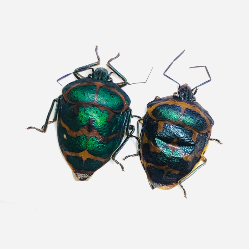 Scutelleridae sp A1 2pcs from Anji Zhejiang No.5604