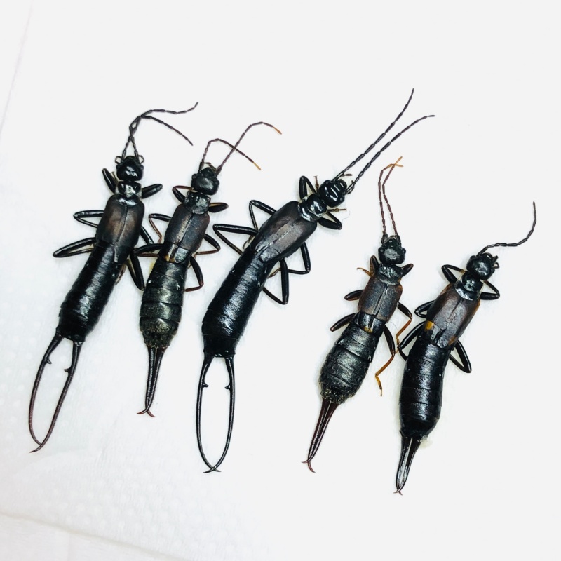 Dermaptera sp 5pcs from Anji Zhejiang No.5598