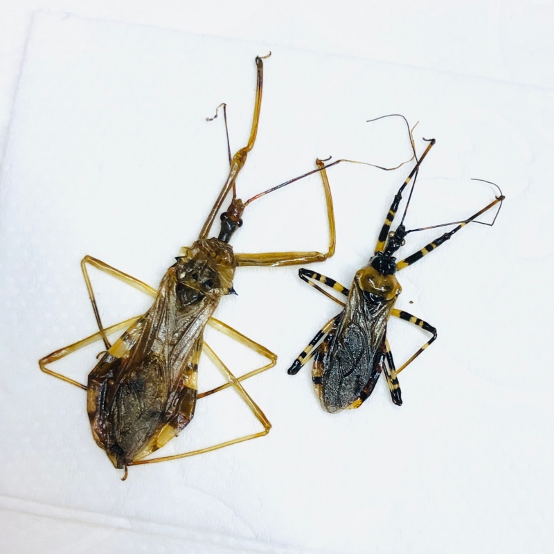 Reduviidae sp 1pair from Anji Zhejiang No.5599