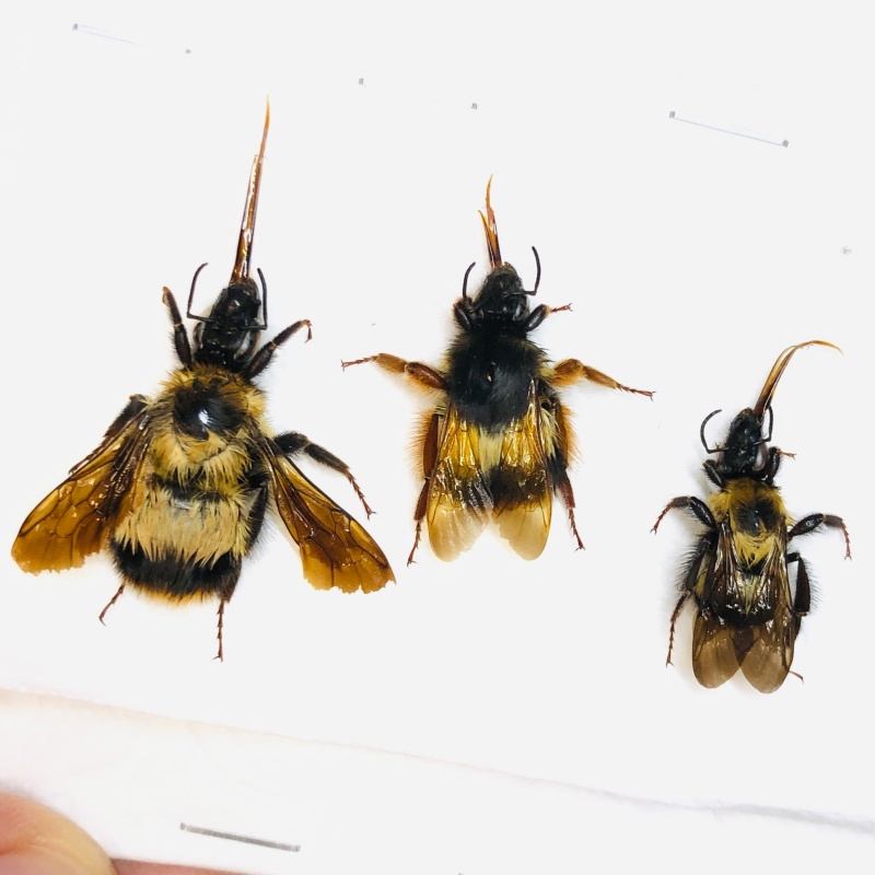 Hymenoptera sp 3pcs A1 from Anji Zhejiang No.5611