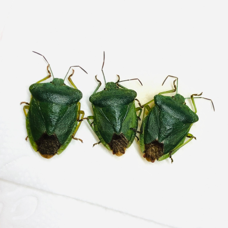 Hemiptera sp 3pcs A1 from Anji Zhejiang No.5612