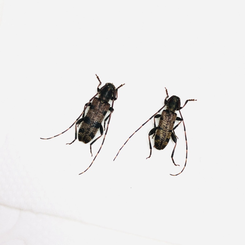 Cerambycidae sp 2pcs from Anji Zhejiang No.5617