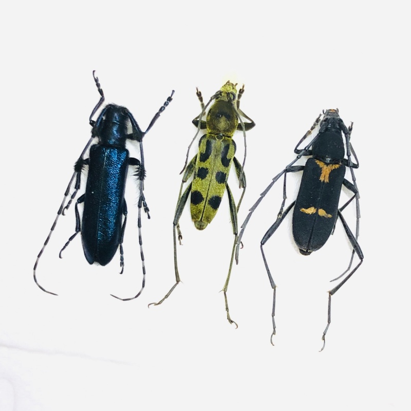 Cerambycidae sp 3pcs from Anji Zhejiang No.5619