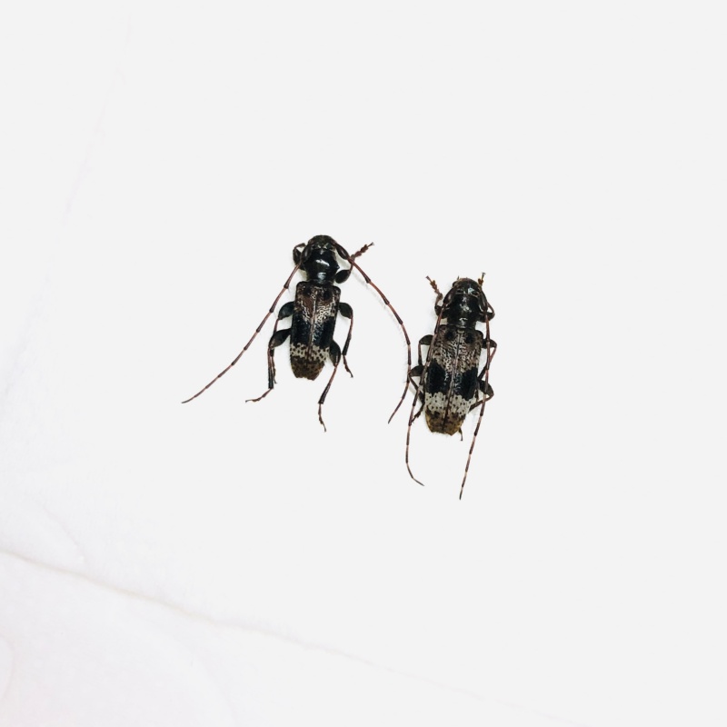 Cerambycidae sp 2pcs from Anji Zhejiang No.5623