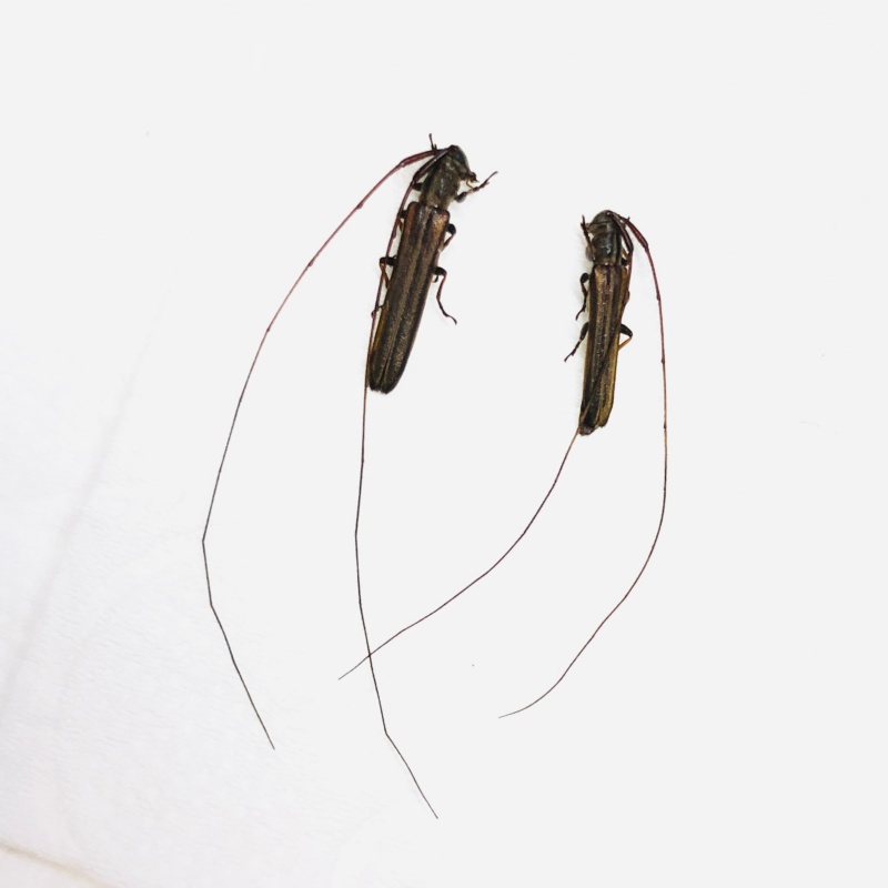 Cerambycidae sp 2pcs from Anji Zhejiang No.5622