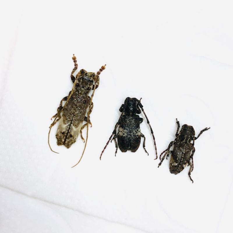 Mixed Cerambycidae sp 3pcs from Anji Zhejiang No.5616