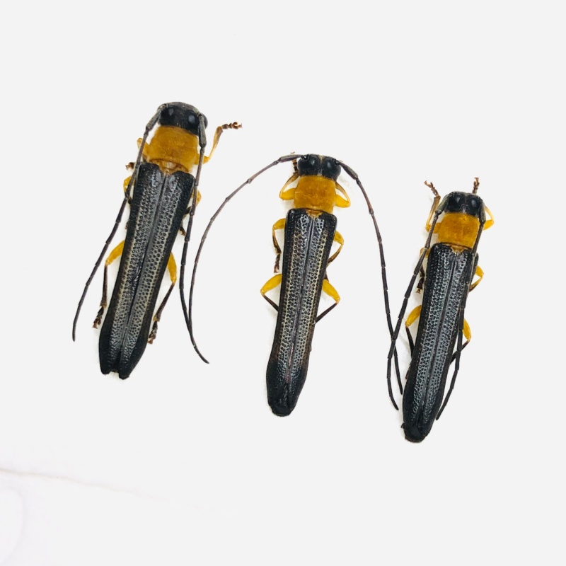 Cerambycidae sp 3pcs from Anji Zhejiang No.5620