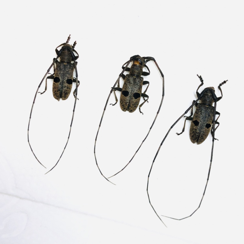 Cerambycidae sp 3pcs A1 from Anji Zhejiang No.5615