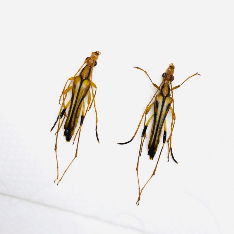 Cerambycidae sp 2pcs from Anji Zhejiang No.5618