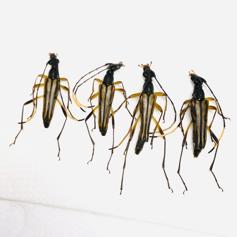 Cerambycidae sp 4pcs from Anji Zhejiang No.5614