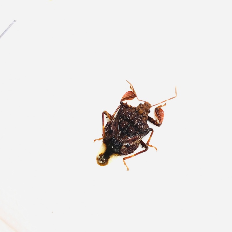 Hemiptera sp A1 from Anji Zhejiang No.5631